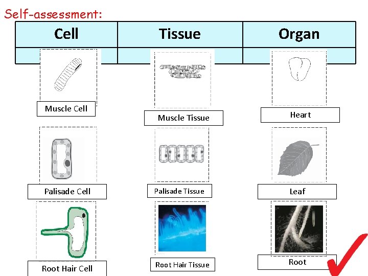 Self-assessment: Cell Muscle Cell Tissue Muscle Tissue Organ Heart Palisade Cell Palisade Tissue Leaf