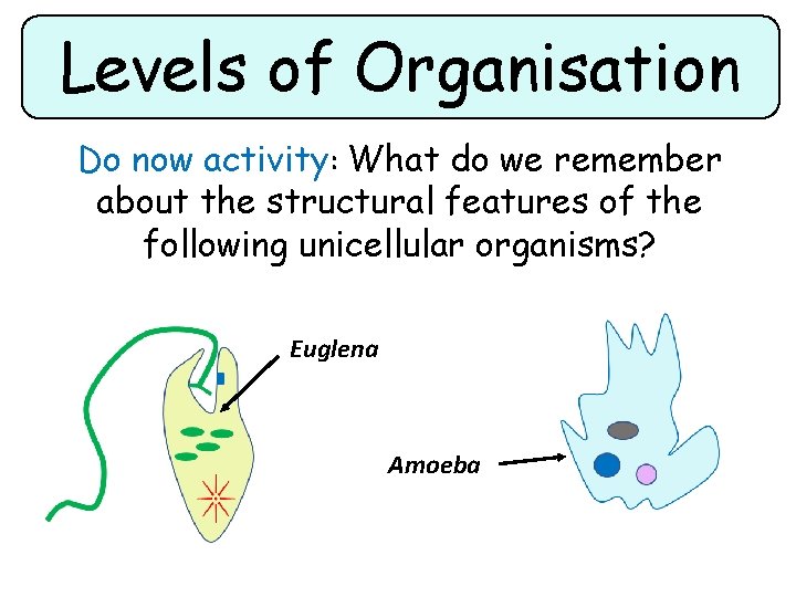 Levels of Organisation Do now activity: What do we remember about the structural features Levels of Organisation Do now activity: What do we remember about the structural features