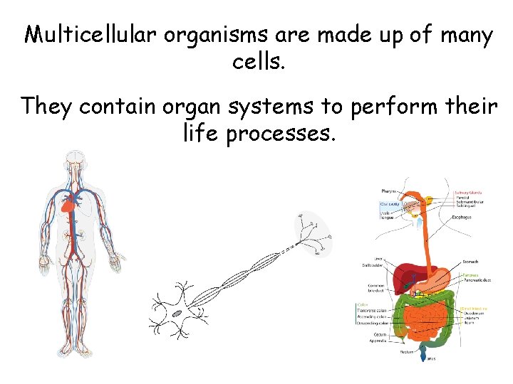 Multicellular organisms are made up of many cells. They contain organ systems to perform