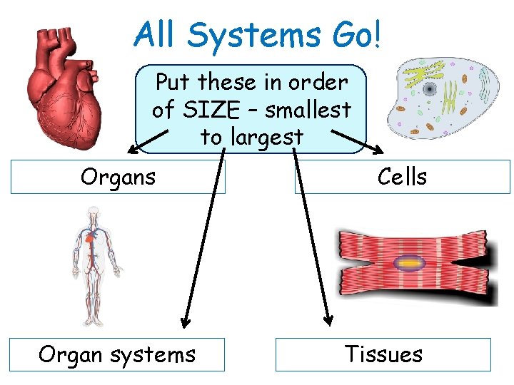 All Systems Go! Put these in order of SIZE – smallest to largest Organs All Systems Go! Put these in order of SIZE – smallest to largest Organs