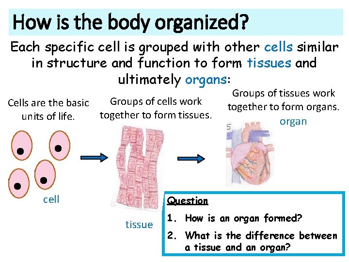 How is the body organized? Each specific cell is grouped with other cells similar