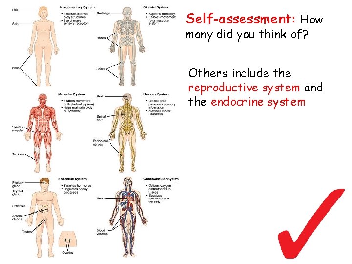 Self-assessment: How many did you think of? Others include the reproductive system and the