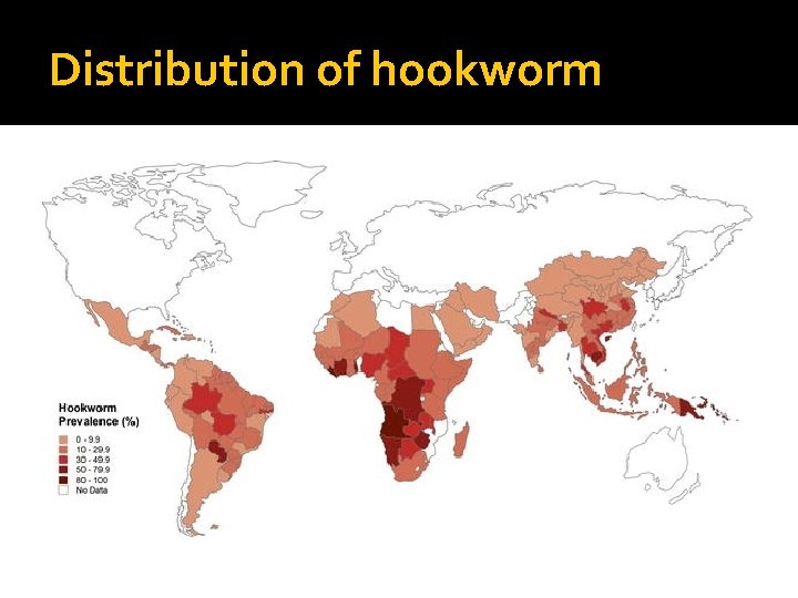 Distribution of hookworm 