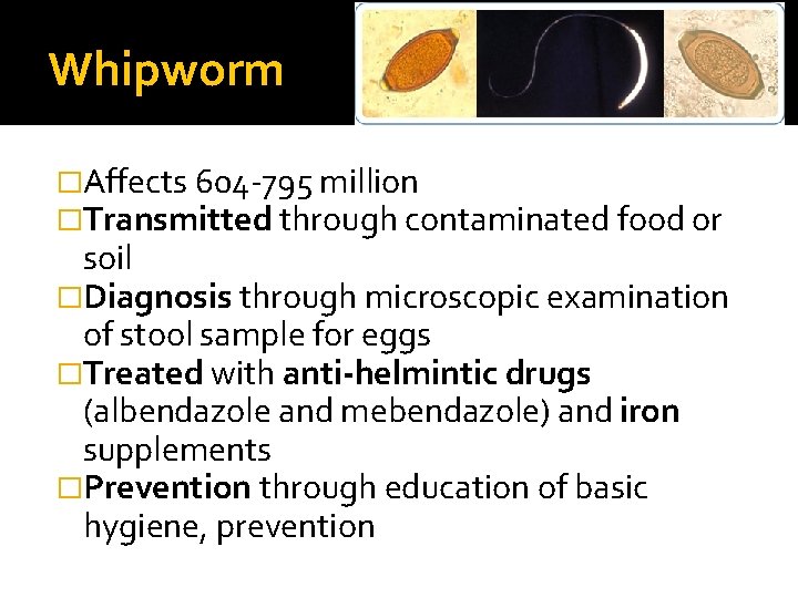 Whipworm �Affects 604 -795 million �Transmitted through contaminated food or soil �Diagnosis through microscopic