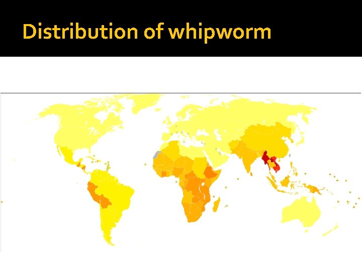 Distribution of whipworm 