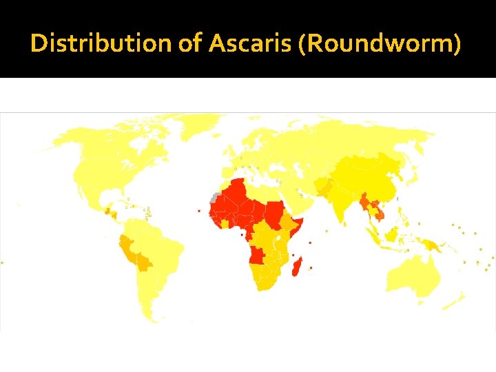 Distribution of Ascaris (Roundworm) 