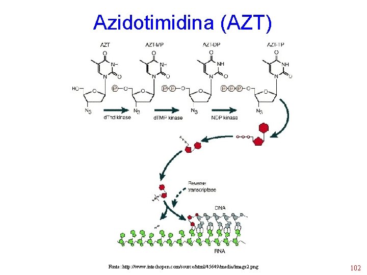 Azidotimidina (AZT) Fonte: http: //www. intechopen. com/source/html/45649/media/image 2. png 102 