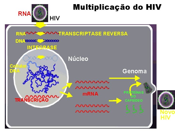 RNA Multiplicação do HIV TRANSCRIPTASE REVERSA RNA DNA INTEGRASE Núcleo Cellular DNA Genoma m.