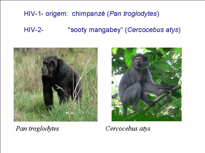 HIV-1 - origem: chimpanzé (Pan troglodytes) HIV-2 - "sooty mangabey” (Cercocebus atys) Pan troglodytes