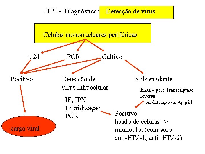 HIV - Diagnóstico: Detecção de vírus Células mononucleares periféricas p 24 PCR Cultivo Positivo