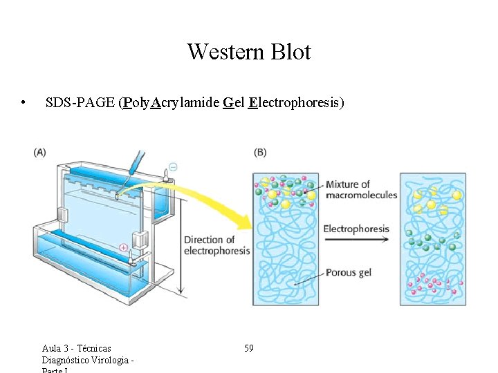 Western Blot • SDS-PAGE (Poly. Acrylamide Gel Electrophoresis) Aula 3 - Técnicas Diagnóstico Virologia