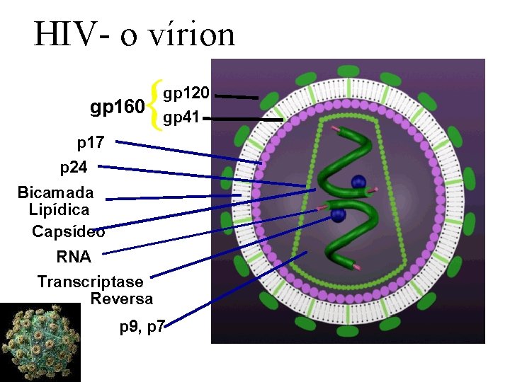 HIV- o vírion gp 160 gp 120 gp 41 p 17 p 24 Bicamada