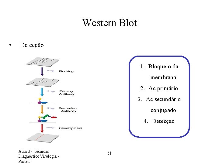 Western Blot • Detecção 1. Bloqueio da membrana 2. Ac primário 3. Ac secundário