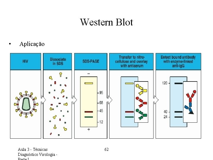 Western Blot • Aplicação Aula 3 - Técnicas Diagnóstico Virologia - 62 