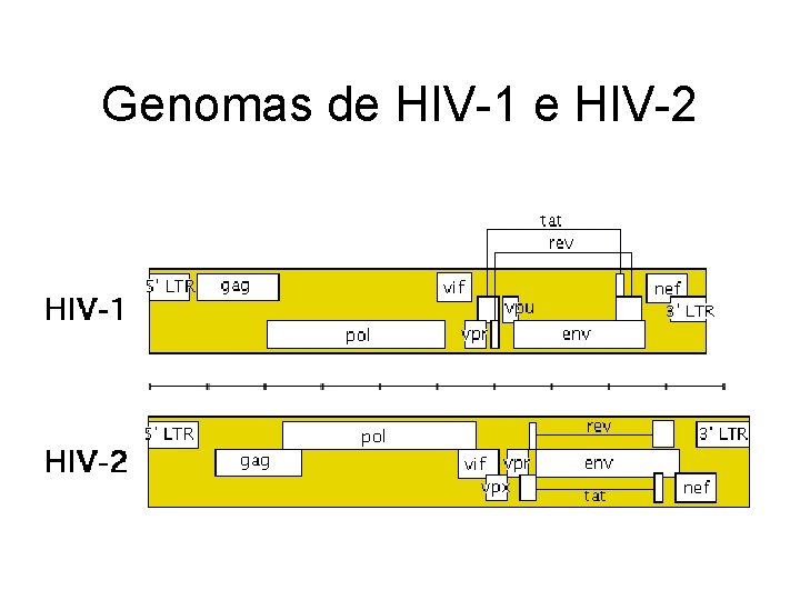 Genomas de HIV-1 e HIV-2 