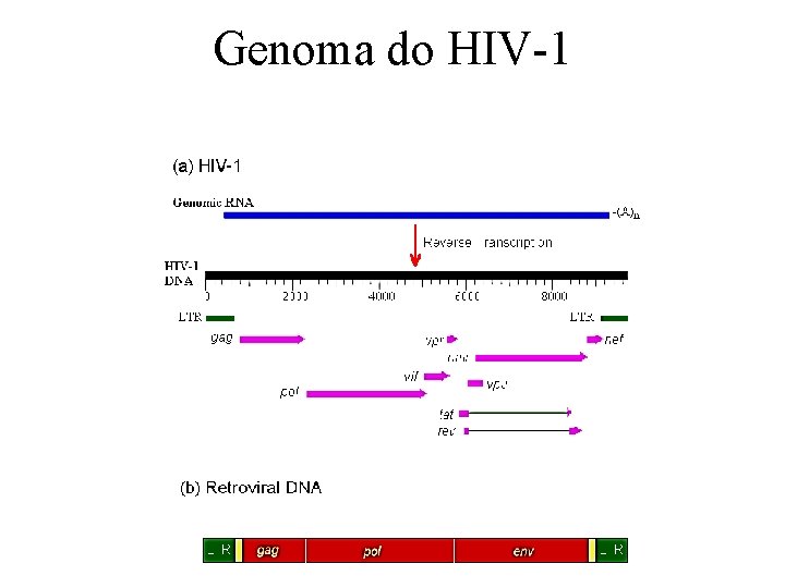 Genoma do HIV-1 