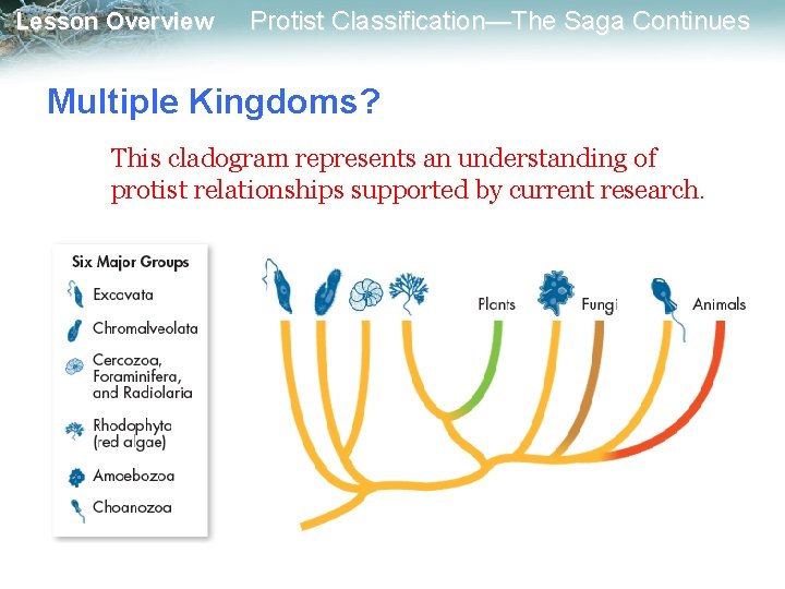 Lesson Overview Protist Classification—The Saga Continues Multiple Kingdoms? This cladogram represents an understanding of