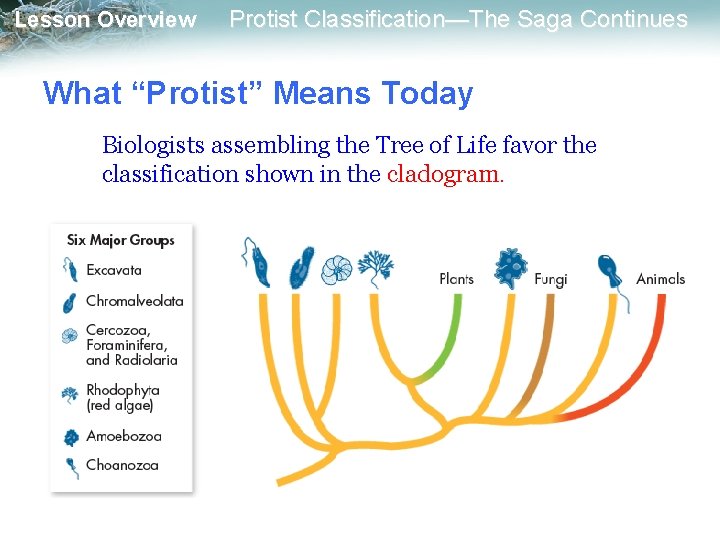 Lesson Overview Protist Classification—The Saga Continues What “Protist” Means Today Biologists assembling the Tree