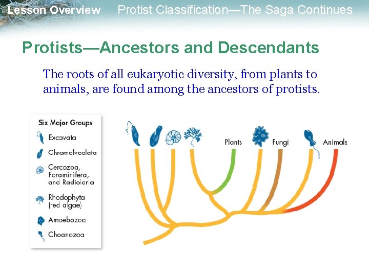 Lesson Overview Protist Classification—The Saga Continues Protists—Ancestors and Descendants The roots of all eukaryotic