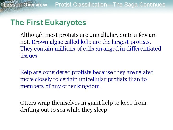 Lesson Overview Protist Classification—The Saga Continues The First Eukaryotes Although most protists are unicellular,