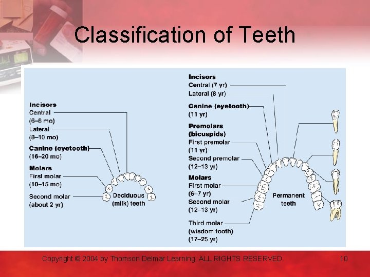 Classification of Teeth Copyright © 2004 by Thomson Delmar Learning. ALL RIGHTS RESERVED. 10