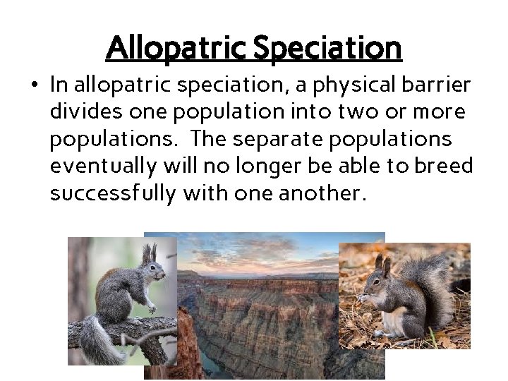 Allopatric Speciation • In allopatric speciation, a physical barrier divides one population into two