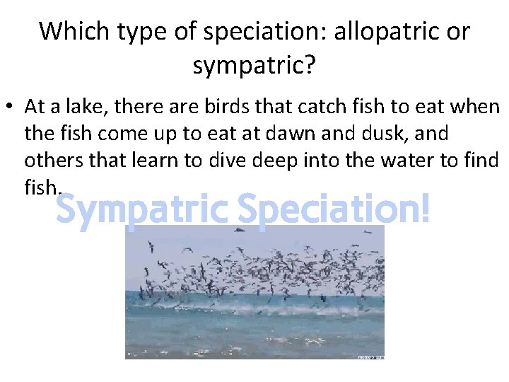 Which type of speciation: allopatric or sympatric? • At a lake, there are birds