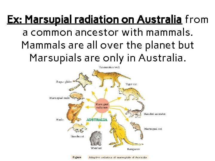 Ex: Marsupial radiation on Australia from a common ancestor with mammals. Mammals are all