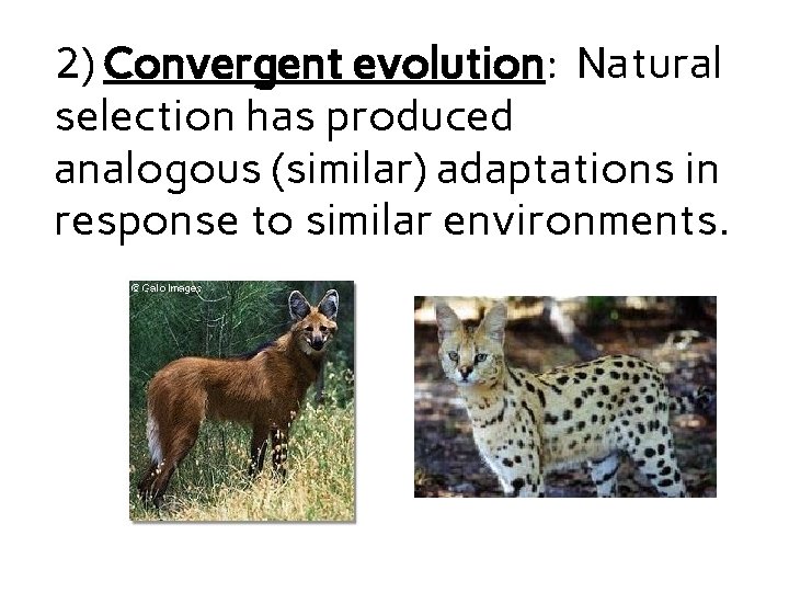 2) Convergent evolution: Natural selection has produced analogous (similar) adaptations in response to similar