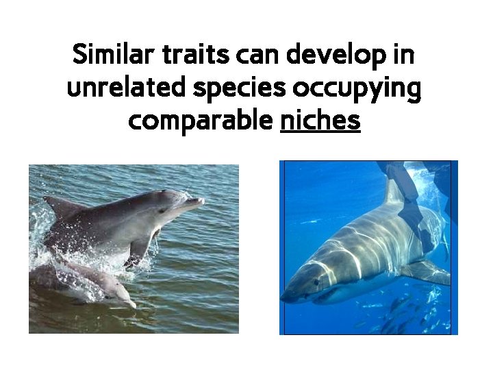 Similar traits can develop in unrelated species occupying comparable niches 