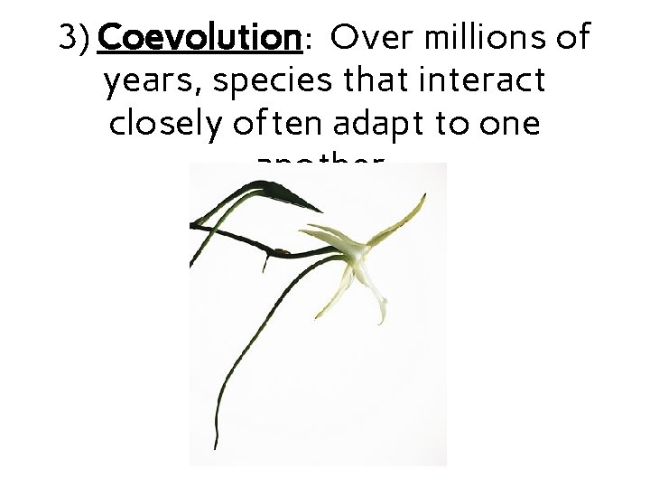 3) Coevolution: Over millions of years, species that interact closely often adapt to one