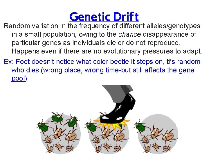 Genetic Drift Random variation in the frequency of different alleles/genotypes in a small population,