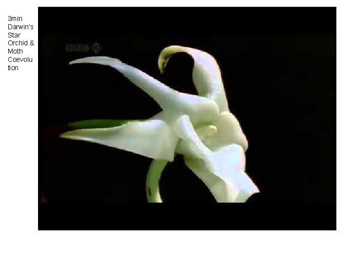 3 min Darwin’s Star Orchid & Moth Coevolu tion 