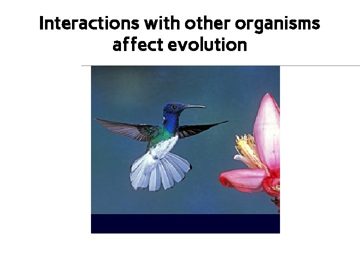 Interactions with other organisms affect evolution 