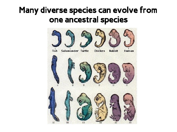 Many diverse species can evolve from one ancestral species 
