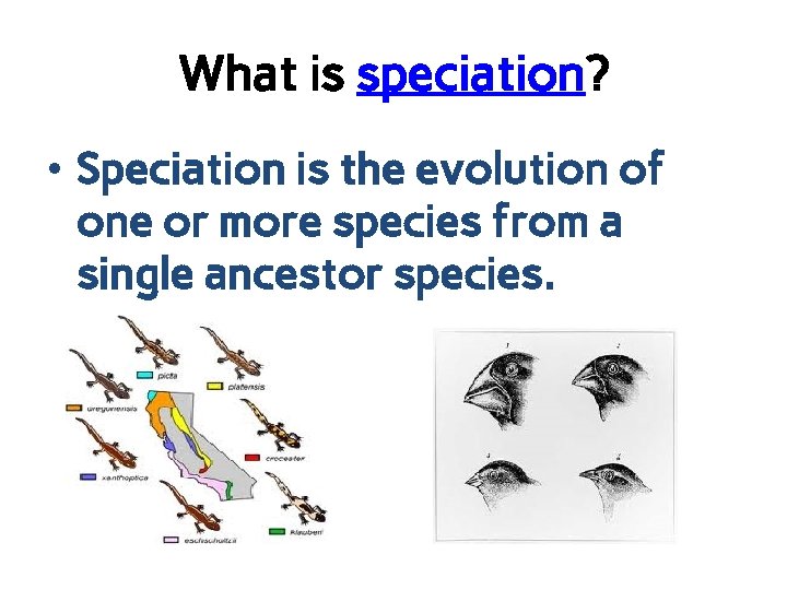 What is speciation? • Speciation is the evolution of one or more species from