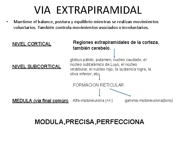 VIA EXTRAPIRAMIDAL • Mantiene el balance, postura y equilibrio mientras se realizan movimientos voluntarios.