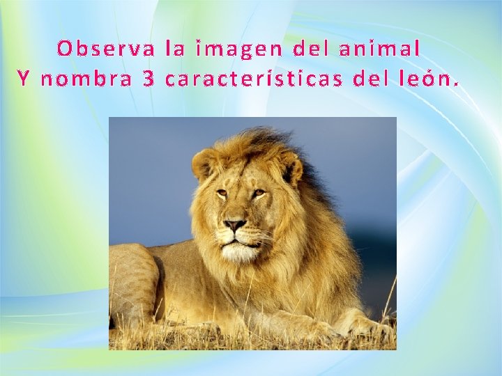Observa la imagen del animal Y nombra 3 características del león. 