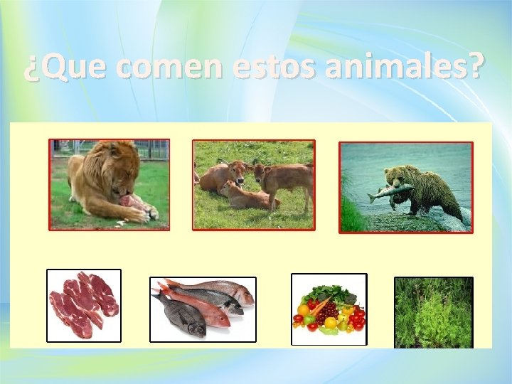 ¿Que comen estos animales? 