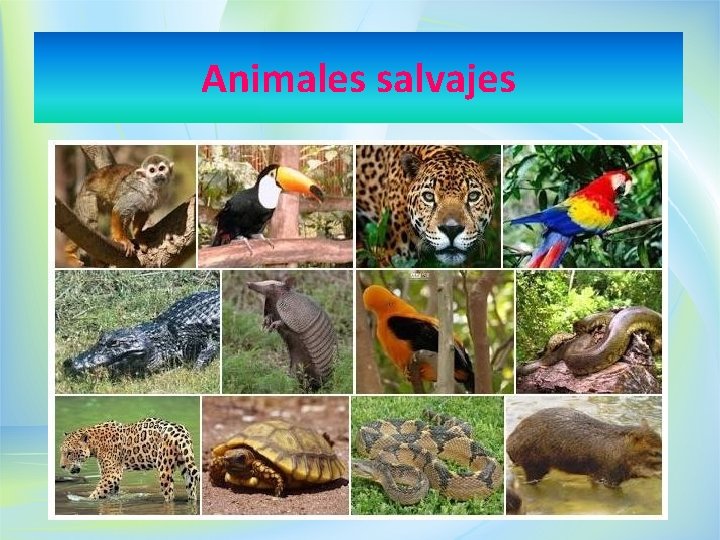 Animales salvajes 