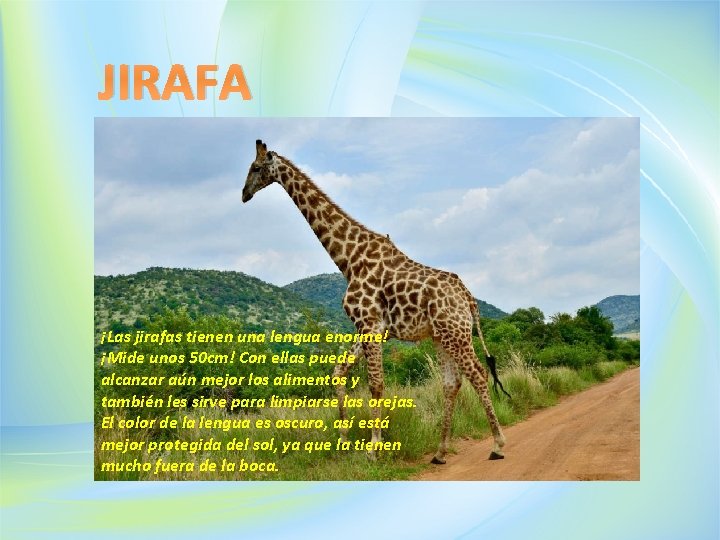 JIRAFA ¡Las jirafas tienen una lengua enorme! ¡Mide unos 50 cm! Con ellas puede