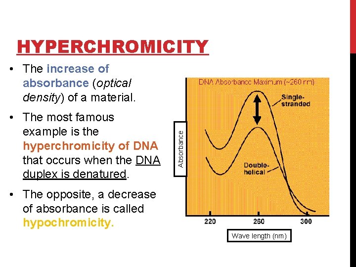 HYPERCHROMICITY • The most famous example is the hyperchromicity of DNA that occurs when