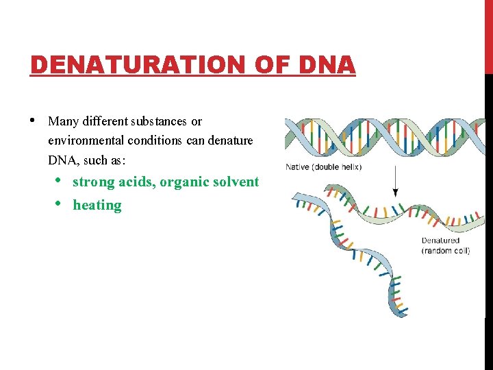 DENATURATION OF DNA • Many different substances or environmental conditions can denature DNA, such