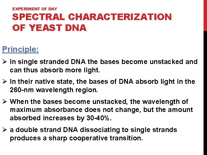 EXPERIMENT OF DAY SPECTRAL CHARACTERIZATION OF YEAST DNA Principle: Ø In single stranded DNA