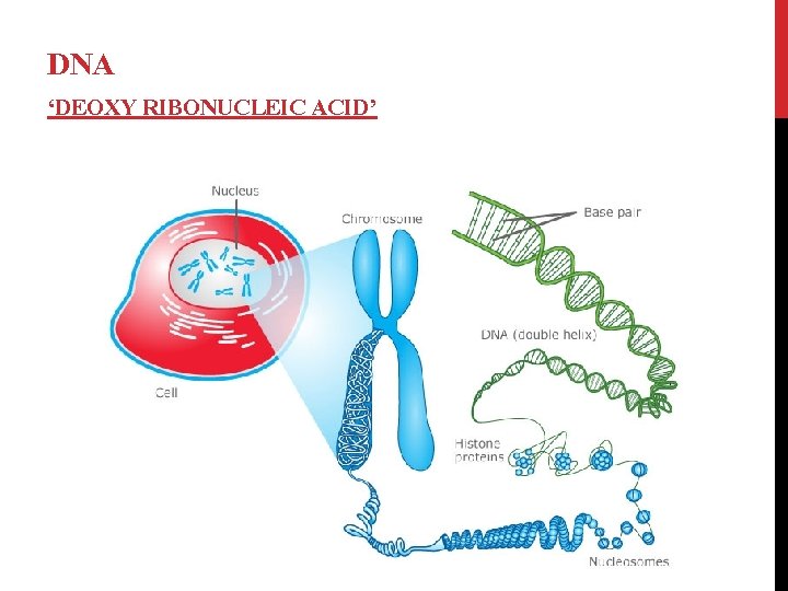 DNA ‘DEOXY RIBONUCLEIC ACID’ 