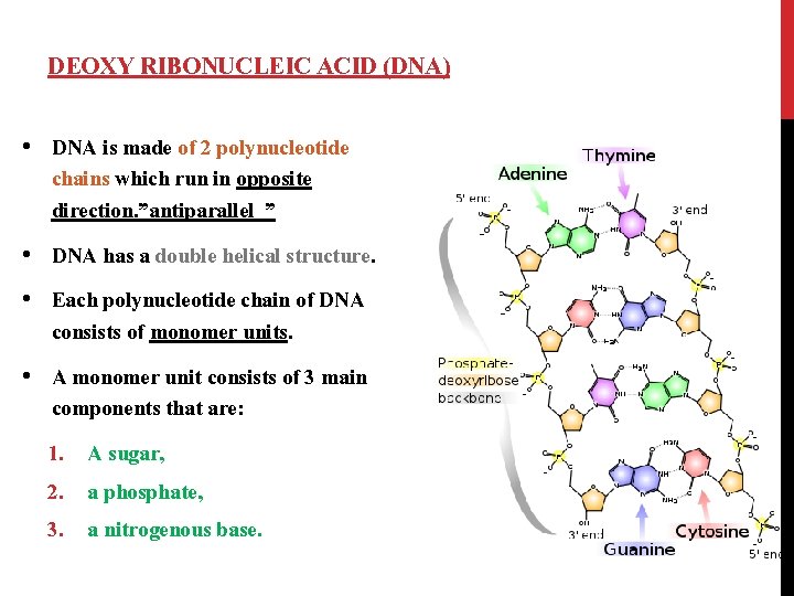 DEOXY RIBONUCLEIC ACID (DNA) • DNA is made of 2 polynucleotide chains which run