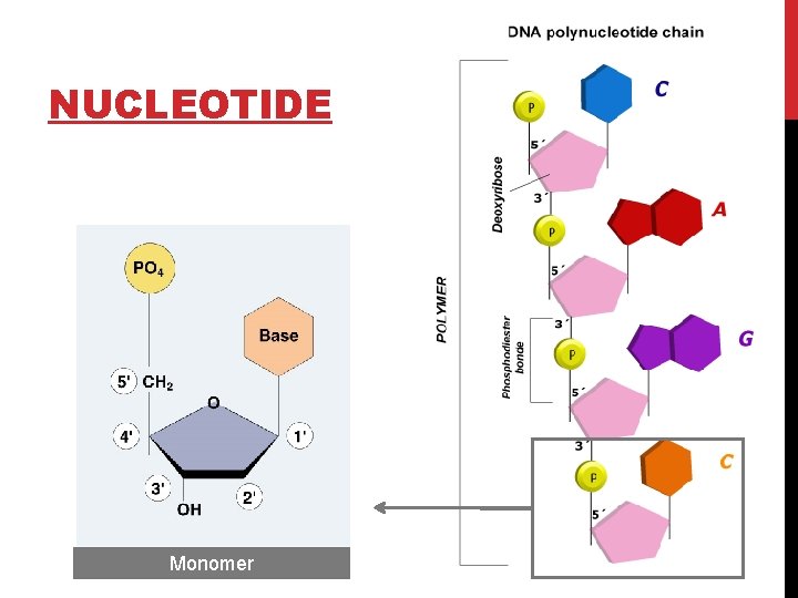 NUCLEOTIDE Monomer 