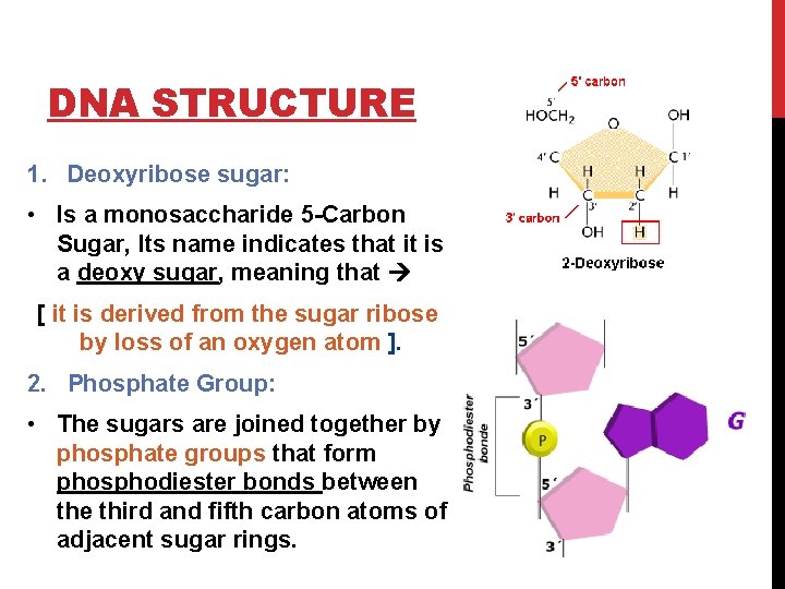 DNA STRUCTURE 1. Deoxyribose sugar: • Is a monosaccharide 5 -Carbon Sugar, Its name
