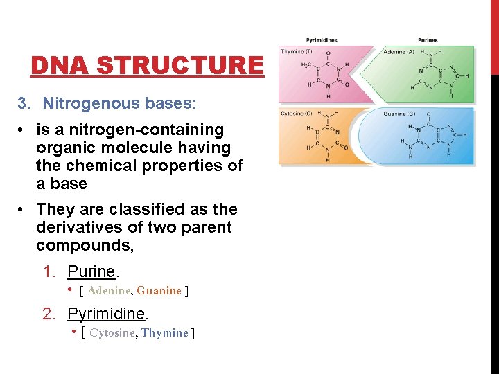 DNA STRUCTURE 3. Nitrogenous bases: • is a nitrogen-containing organic molecule having the chemical