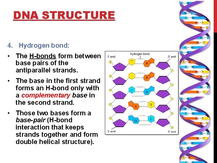 DNA STRUCTURE 4. Hydrogen bond: • The H-bonds form between base pairs of the